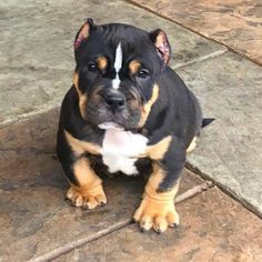 a black and brown dog sitting on top of a tile floor