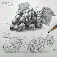 a pencil drawing of grapes with leaves on top and another drawing in the bottom right corner