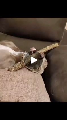 a dog laying on top of a couch with a stick in it's mouth