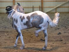 a white and brown horse standing on top of a dirt field