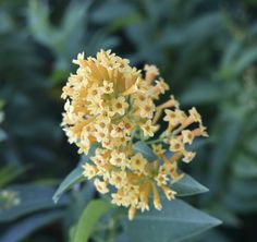 a yellow flower with green leaves in the background