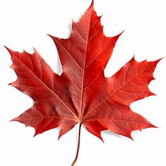 a red maple leaf on a white background with clippings to the left and right side