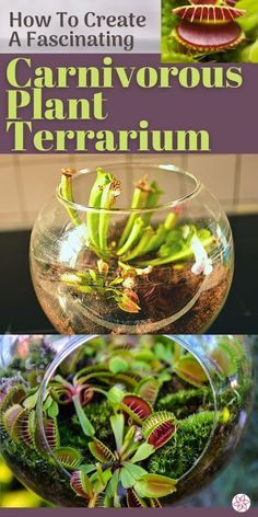 how to create a fascinating carnivorous plant terrarium