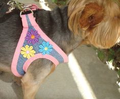 a small dog wearing a pink harness with flowers on it's collar and leash