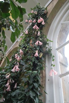 pink flowers growing on the side of a window sill next to a green plant