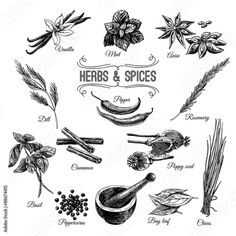 herbs and spices hand drawn illustration