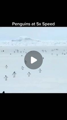 penguins at 5x speed in the snow, with one penguin standing on it's side