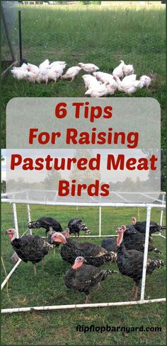 a bunch of birds that are standing in the grass with text overlay reading 6 tips for raising pastureed meat birds