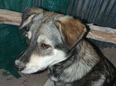 a dog sitting in front of a green wall and wooden slats on the floor