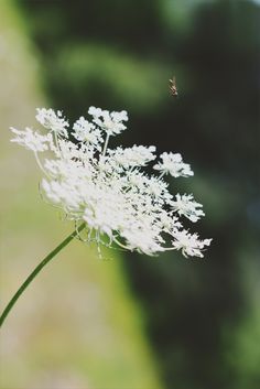 a white flower with a bee flying over it