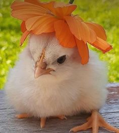 a small white chicken with an orange flower on its head sitting on a wooden table