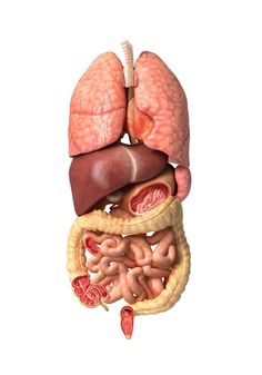 the anatomy of the human body showing the livers, lungs and stomach stock photo