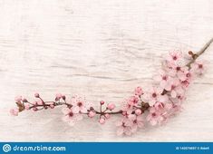 a branch with pink flowers on white wooden background