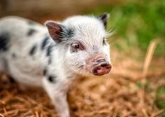 a small pig standing on top of dry grass