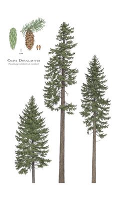 three different types of pine trees on a white background