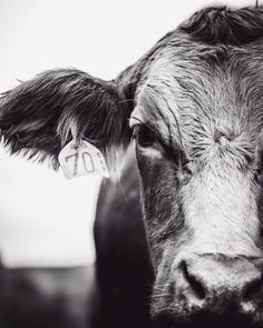 black and white photograph of a cow with ear tags on it's ears looking at the camera