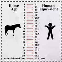 the horse age chart for each individual year is shown in black and white with an arrow pointing