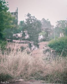 the grass is growing very high in the field