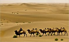 a group of people riding camels through the desert