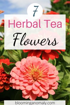 pink flowers with text overlay that reads 7 herb tea flowers