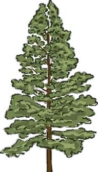 a drawing of a tall pine tree with green leaves on the top and bottom branches