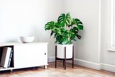 a potted plant sitting on top of a wooden table next to a white cabinet