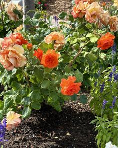 many different colored flowers in a garden