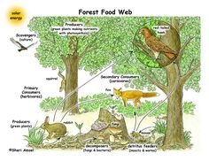 an image of forest food web