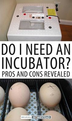 eggs in an incubator with the words do i need an incubator? pros and cons revealed