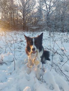 a black and white dog is in the snow