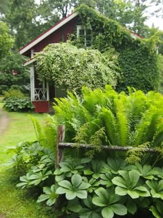 a garden with lots of green plants in front of a red house