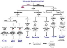 a diagram showing the structure of an embodert character's chart, including names and symbols