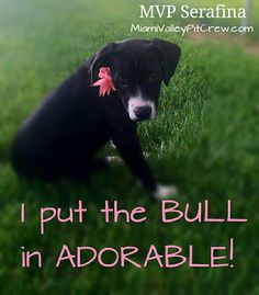 a black and white dog sitting in the grass with a pink bow on it's collar