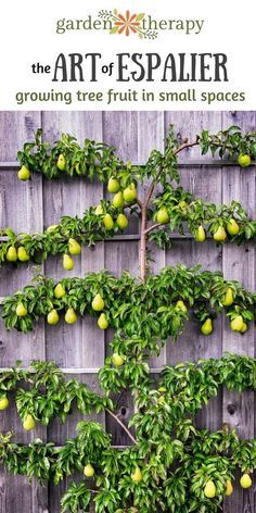 a tree with lots of fruit growing on it's branches next to a fence