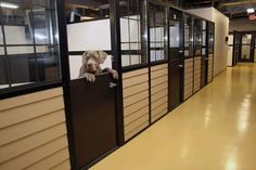 a dog sticking its head out of a window in a building with doors and windows