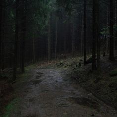 a dirt road in the middle of a forest