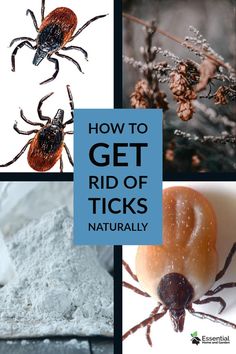 four different pictures with the words how to get rid of ticks naturally on them