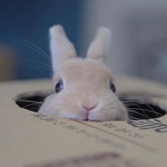 a small rabbit is poking its head out of a box