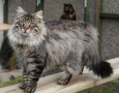 a long haired cat standing on top of a wooden bench next to another cat in the background