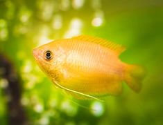 a small yellow fish in an aquarium with green plants and sunlight shining on the water