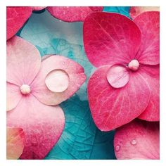 pink and red flowers with green leaves on blue background, closeup view from above