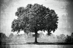 a black and white photo of a large tree