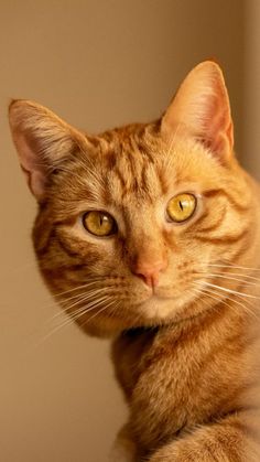 an orange tabby cat sitting on top of a table looking at the camera with yellow eyes