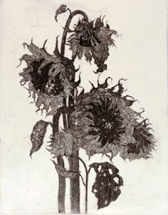 an ink drawing of sunflowers in a vase