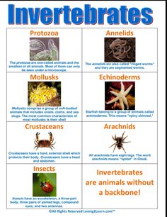 the different types of insects and their names