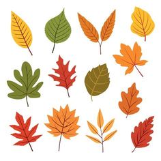 an assortment of autumn leaves on a white background