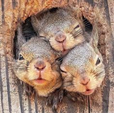 Squirrel Pictures, Cute Squirrel, Wildlife Animals