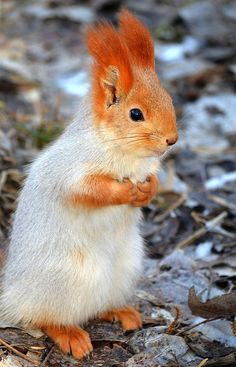 a small squirrel with red hair sitting on the ground and looking at something in its hand