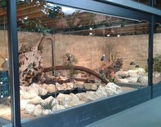 a glass display case with rocks and plants in the front, behind which is a tree trunk