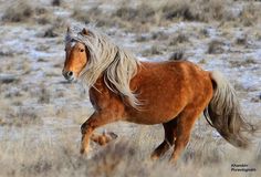 a brown horse running through a dry grass field